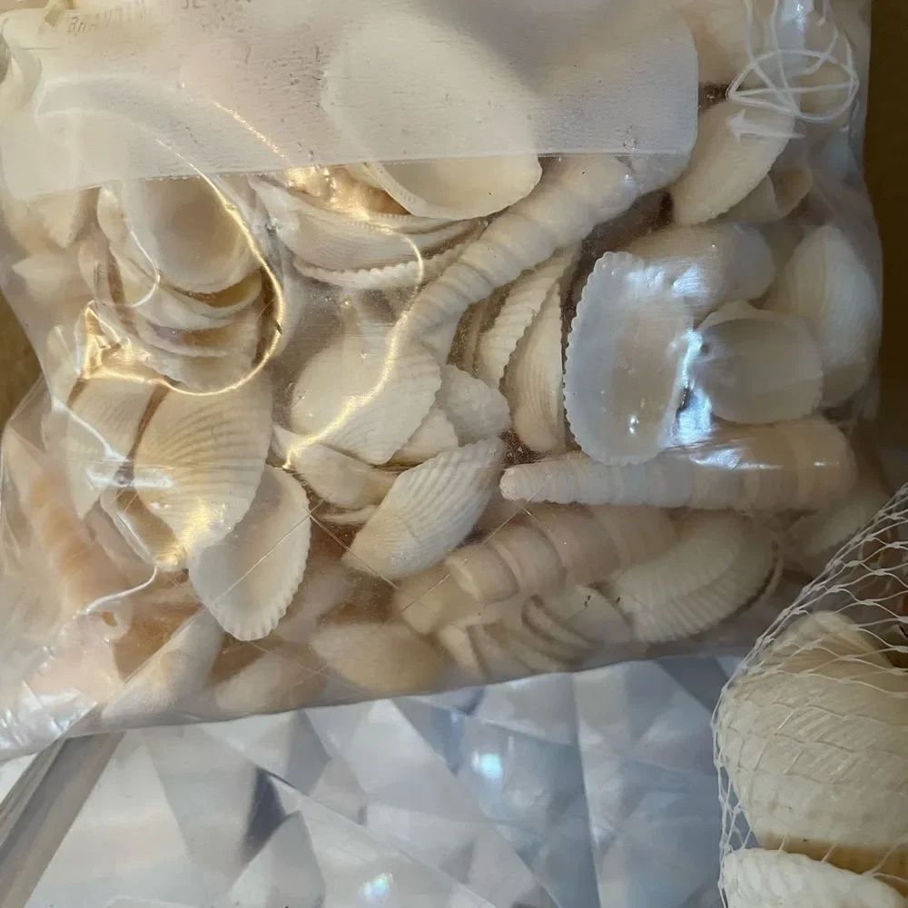 Seashell Lot - Picture 3 of 13